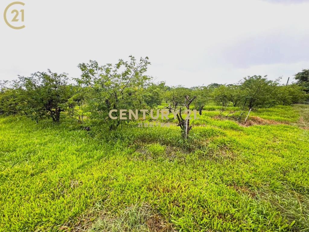 獨賣 市郊低總價有水有電農地